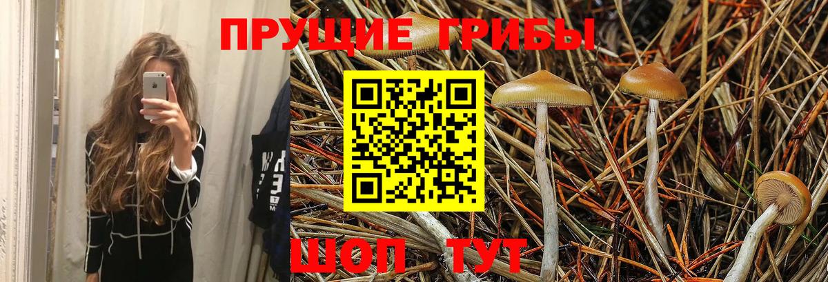 Галлюциногенные грибы Psilocybe Набережные Челны